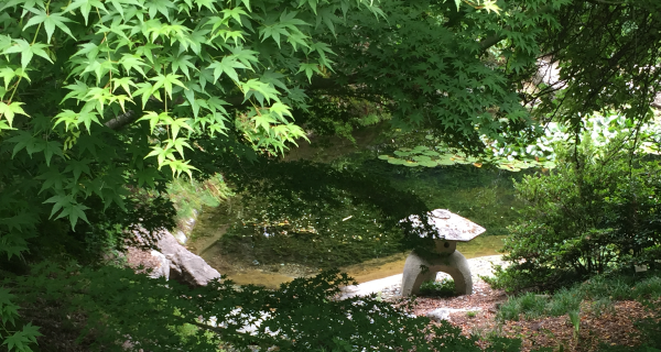 Japanese pond and stream at the UC Berkeley Botanical Gardens.